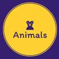 animals_studio